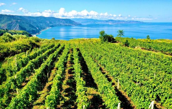 vitigno eroico costa viola Ph Cooperativa AgriCostaViola cf09be54 - Meraviglie di Calabria - 1