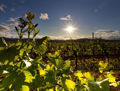 Cantine Zito, cinque nuove etichette per lo storico marchio di Cirò