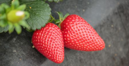 fragola