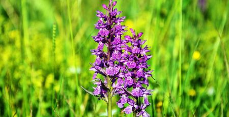 orchidee