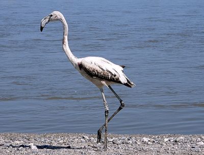 Fenicottero e gheppio liberati nella Riserva naturale della Foce del Crati