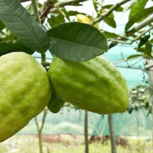 Dop per il “frutto sacro” di Santa Maria del Cedro