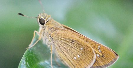 nature wing photography green insect moth 1114321 pxhere.com d449134e - Meraviglie di Calabria - 31