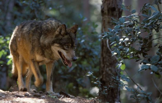 Aspromonte lupo d50afa15 - Meraviglie di Calabria - 7