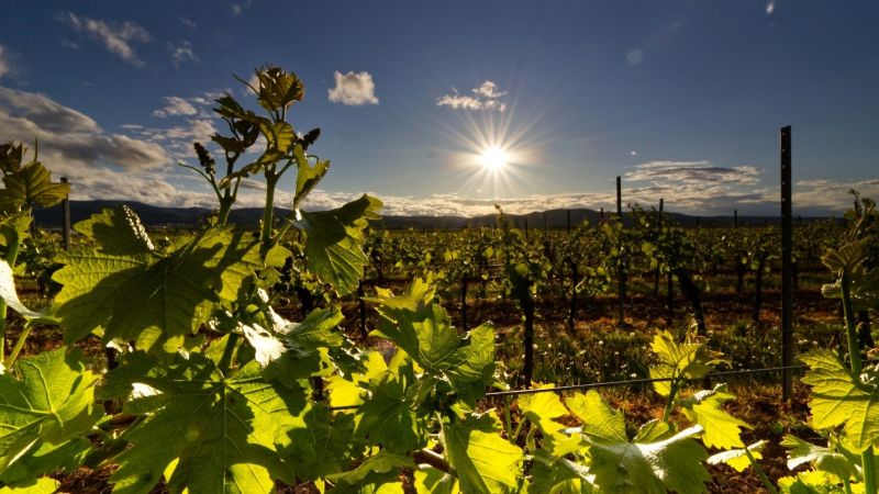 Cantine Zito, cinque nuove etichette per lo storico marchio di Cirò