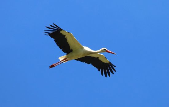 cicogne lipu rende d59f7474 - Meraviglie di Calabria - 1