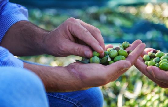 Olive uliveto d6d64764 - Meraviglie di Calabria - 1