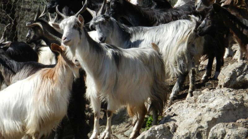 “Nelle vesti della natura”, le capre calabresi per la moda ecosostenibile