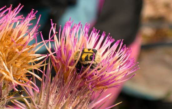 Pollino trichius fasciatus francesco rotondaro cover d75f8460 - Meraviglie di Calabria - 1
