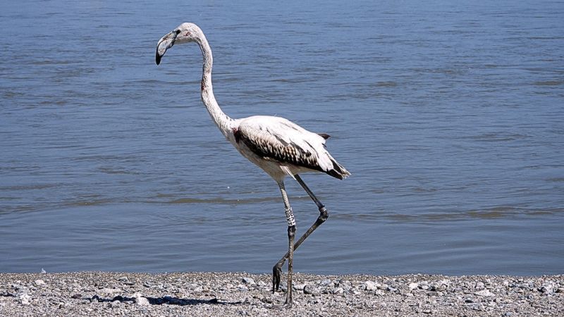 Fenicottero e gheppio liberati nella Riserva naturale della Foce del Crati
