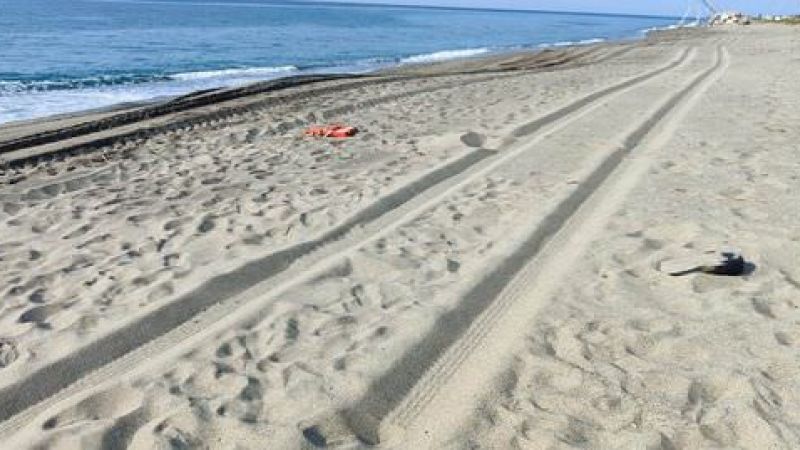 6666 d81a9f19 - L’allarme di Caretta Calabria Conservation: nidi di tartarughe minacciati dalle ruspe - 1 L’allarme di Caretta Calabria Conservation: nidi di tartarughe minacciati dalle ruspe