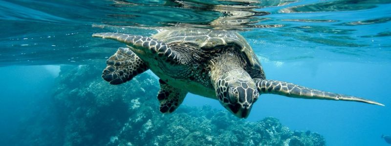 Calabria culla delle Caretta caretta, seconda in Italia con 17 nidi WWF