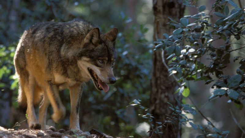 Tra i sentieri del lupo: nei boschi dell'Aspromonte per la salvaguardia  della specie • Meraviglie di Calabria