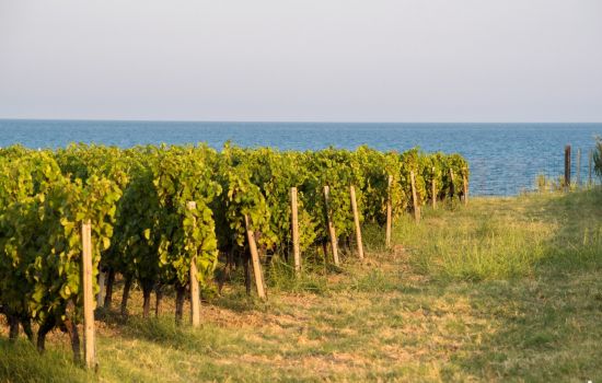 Vitigno librandi ph luca savettiere d8f43acb - Meraviglie di Calabria - 1