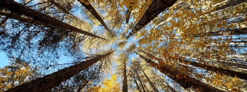 Foliage e trekking tra i Giganti della Sila, parola del Fondo Ambiente Italiano