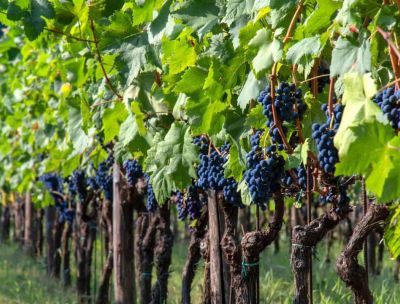Nei vitigni autoctoni calabresi le radici del vino italiano