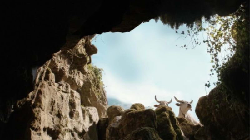 abisso mucche d9d0b5d9 - Là, dove nascono le storie: l'Abisso del Bifurto narrazione naturalistica di Calabria - 1 Là, dove nascono le storie: l’Abisso del Bifurto narrazione naturalistica di Calabria