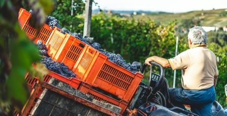 uva vendemmia d975da9d - Meraviglie di Calabria - 35