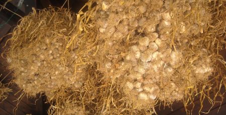 AGLIO DI LAINO BORGO DOPO LA RACCOLTA APPESO SOTTO UNA TETTOIA scaled da8a21fd - Meraviglie di Calabria - 25