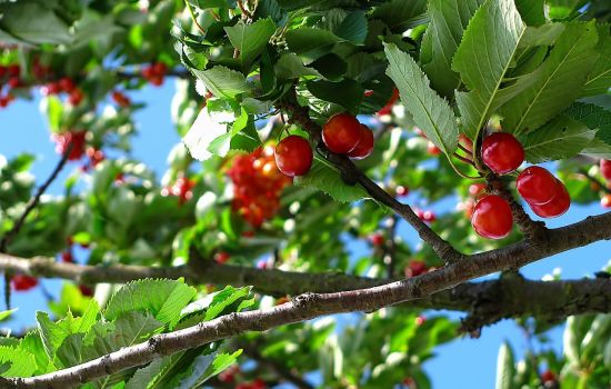 Ciliege albero db737709 - Meraviglie di Calabria - 1
