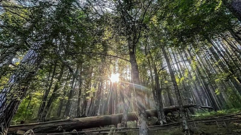 Progetto senza titolo 8 dbc671be - Sere d'Estate FAI ai giganti della Sila: oltre 300 eventi fino al calar del sole - 1 Sere d’Estate FAI ai giganti della Sila: oltre 300 eventi fino al calar del sole