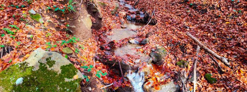 Faggeta di Condrò: la Foresta di Rubini
