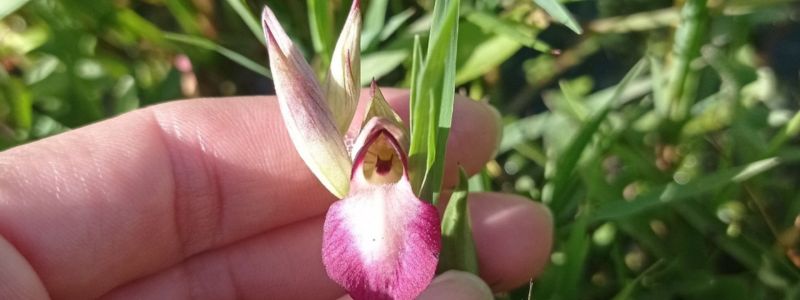 BioBlitz in Aspromonte, tutte le meraviglie della biodiversità nascosta