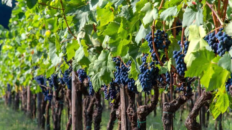 Cirò Wine Festival, l’edizione 2025 festeggia la DOCG
