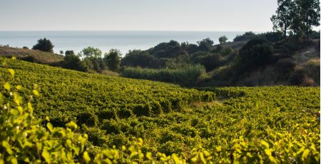 Vigneto librandi ciro dd1d12cf - Meraviglie di Calabria - 9