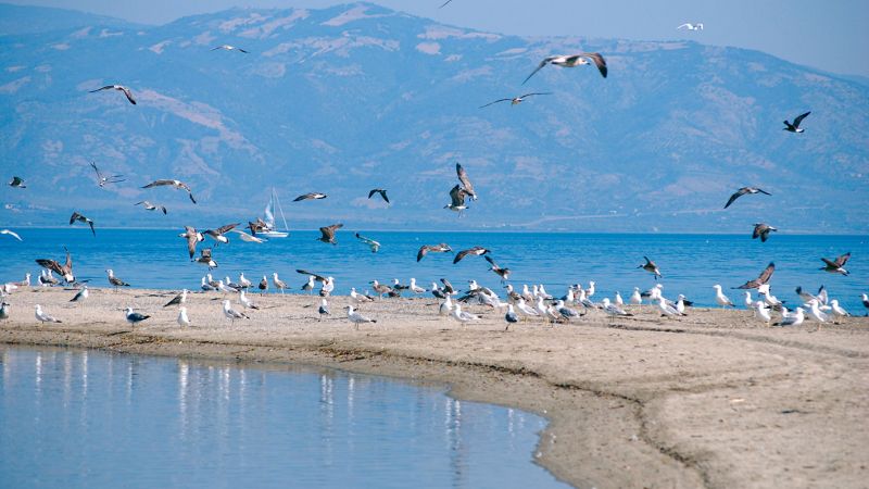 mare laghi sibari uccelli dd881e1d - Giornata Nazionale del Mare, a Sibari tante attività per i ragazzi - 1 Giornata Nazionale del Mare, a Sibari tante attività per i ragazzi