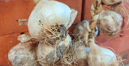 Aglio rosa di nicastro ph Slow food cover df048755 - Meraviglie di Calabria - 5