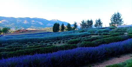 lavanda