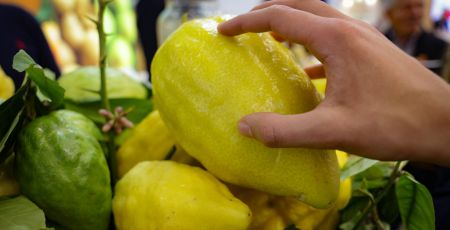 Cedro fruit logistica scaled e0a1302e - Meraviglie di Calabria - 29