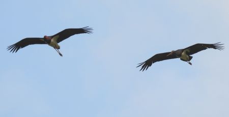 Cicogna nera ph Gianluca Congi e084da63 - Meraviglie di Calabria - 47