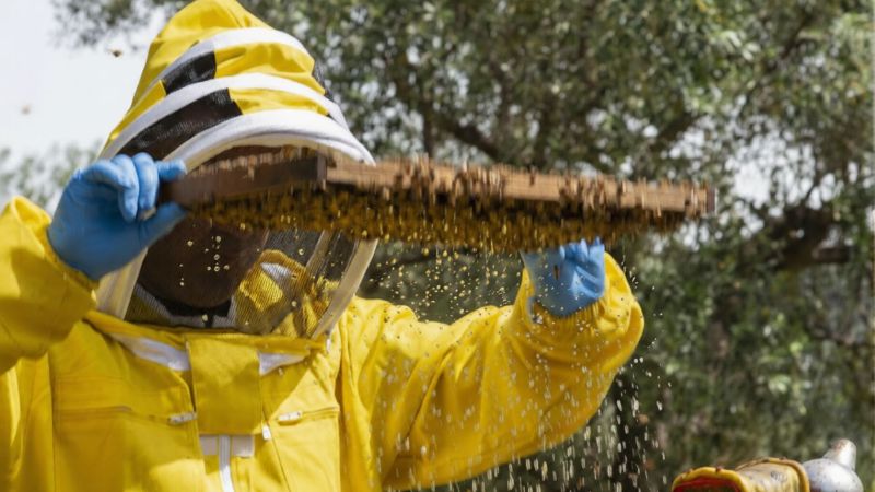 “Mielerie aperte”, a Calopezzati un giorno dedicato al nettare degli dei