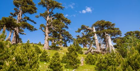 Twisted trees in the Pollino National Park