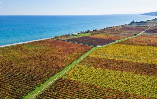 vigneti ciro 3 e17cdd8a - Meraviglie di Calabria - 9