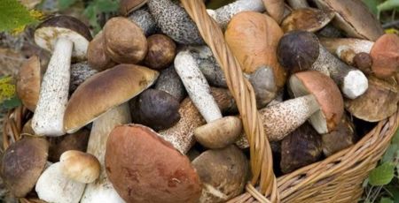 funghi silapanaro e253b81f - Meraviglie di Calabria - 1