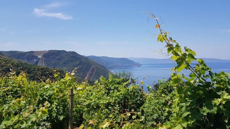 uva zibibbo bagnara 5 e289ae38 - Viticoltura eroica, il prezioso Zibibbo della Costa Viola - 1 Viticoltura eroica, il prezioso Zibibbo della Costa Viola