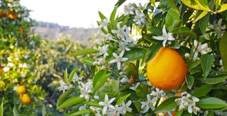 zagara fiori darancio 1 e2766c58 - Meraviglie di Calabria - 31