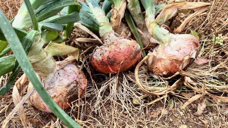 Cipolla bianca di Castrovillari 4 e30e5b5f - La cipolla bianca di Castrovillari è un nuovo Presidio Slow Food - 1 La cipolla bianca di Castrovillari è un nuovo Presidio Slow Food