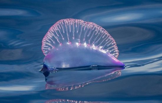 Mare Caravella portoghese 1 e3695ed5 - Meraviglie di Calabria - 1