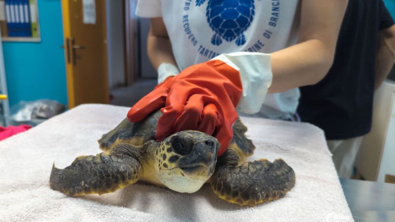 Progetto senza titolo 1 e3d47854 - Pepe, la Caretta caretta in pericolo: un salvataggio fa luce sull'emergenza ambientale - 1 Pepe, la Caretta caretta in pericolo: un salvataggio fa luce sull’emergenza ambientale
