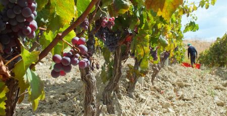 Vigneti Ciro e3d29562 - Meraviglie di Calabria - 39