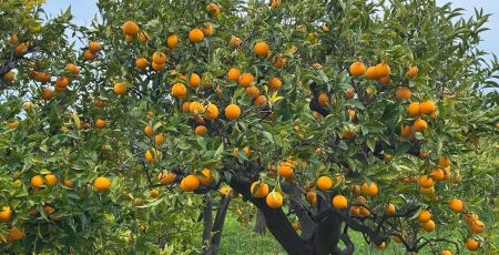 WhatsApp Image 2025 05 27 at 17.48.08 2 e3c29fc0 - Meraviglie di Calabria - 1