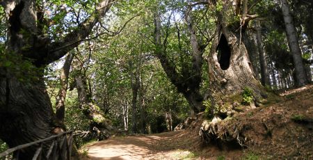 i giganti del cozzo del pesco 01 e3ca44fd - Meraviglie di Calabria - 32
