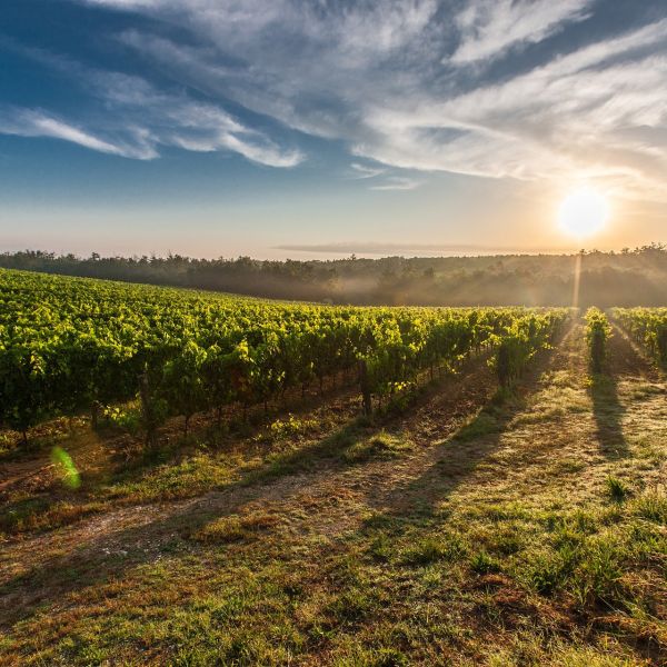 Vini di famiglia, cento piccoli produttori al Concorso Arbëreshë