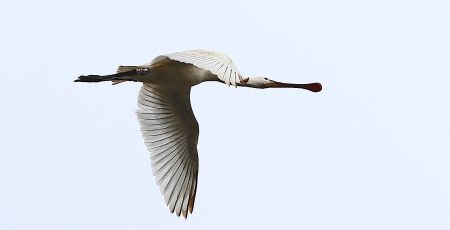 LIPU Spatola inanellata Tarsia Ph Maria Corrado e Ernesto Napolitano 7 e4471bb2 - Meraviglie di Calabria - 1