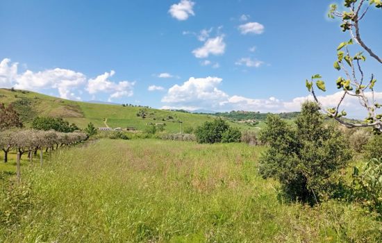 orto san marco argentano e4e09363 - Meraviglie di Calabria - 1