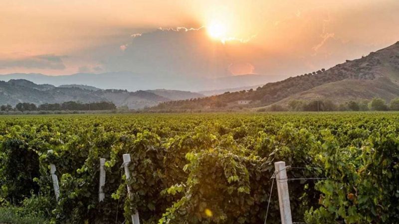 vigneti Ciro e42b4222 - Essenza del Sud, in Calabria la prima volta del Merano WineFestival - 1 Essenza del Sud, in Calabria la prima volta del Merano WineFestival